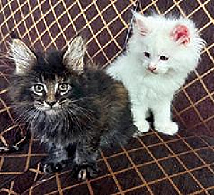 TICA REGISTERED MAINE COON KITTENS