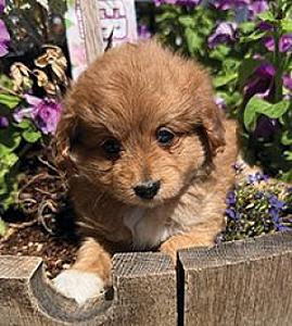 POMAPOO PUPPIES