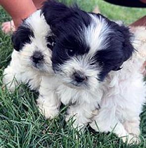 PUREBRED SHIH TZUS