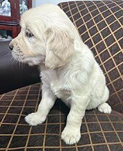 AKC ENGLISH CREAM GOLDEN RETRIEVER PUPPIES