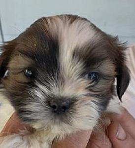 SHIPOO EWOK BABIES