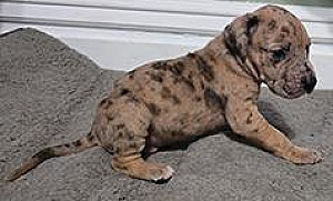 PUREBRED GREAT DANE PUPPIES