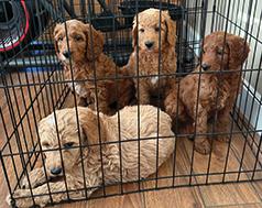 F1BB GOLDENDOODLES PUPPIES