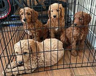 F1BB GOLDENDOODLES PUPPIES