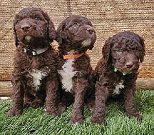 RARE CHOCOLATE GOLDENDOODLES
