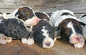 MINIATURE/ MOYEN POODLE PUPPIES