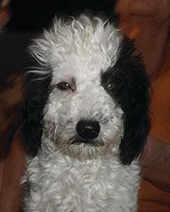 1 TERRI POO PUPPY LEFT