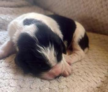 UNREGISTERED ENGLISH SPRINGER SPANIELS