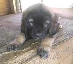 KARAKACHAN/ BULGARIAN GUARDIAN DOGS