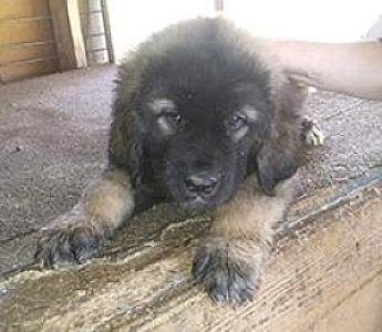 KARAKACHAN/ BULGARIAN GUARDIAN DOGS