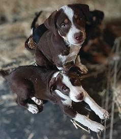 BORDER COLLIE/ CATAHOULA MALES