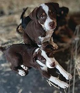 BORDER COLLIE/ CATAHOULA MALES