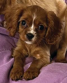 RUBY CAVALIERS!