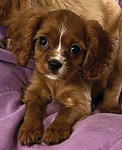RUBY CAVALIERS!
