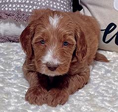 DOODLE PUPPIES