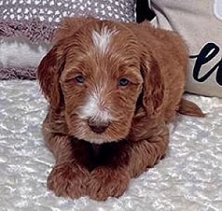 DOODLE PUPPIES