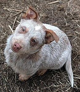 BEAUTIFUL CHOCOLATE HEELER MALE PUPPY