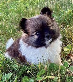 POMERANIAN PUPPIES
