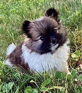 POMERANIAN PUPPIES