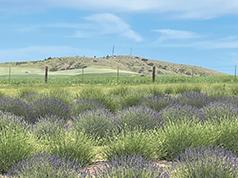 YOU CUT LAVENDER FARM OPEN NOW IN JOHNSON, WA
