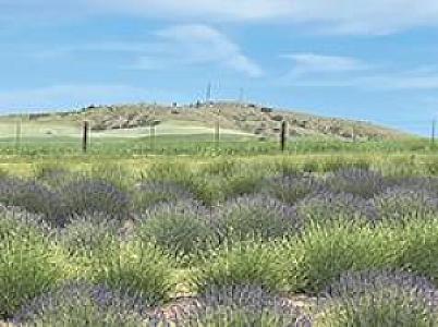 YOU CUT LAVENDER FARM OPEN NOW IN JOHNSON, WA