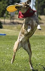 ATTENTION ALL DOGS WHO LOVE FRISBEES!