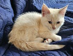 TWO FEMALE RAGDOLL CROSS, $500 EACH