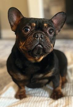 BEAUTIFUL BLACK & TAN FRENCHIE GIRL