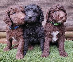 RARE CHOCOLATE GOLDENDOODLES