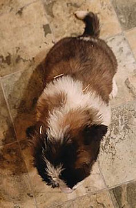 SAINT BERNARD PUPPIES