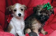 YORKIE CAIRN TERRIER PUPPIES 
