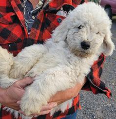 PUREBRED KOMONDOR PUPPIES