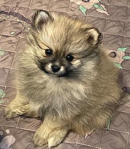 POMERANIAN PUPPY