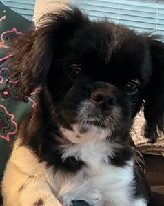 ADORABLE MALE SHIH TZU PUPPY 