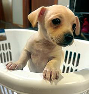 MINIATURE PINSCHER/ DACHSHUND PUPPY