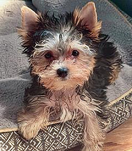 MALE YORKIE TERRIER PUPPY