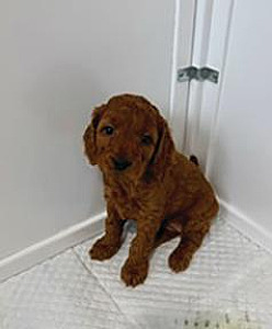 F1BB MINI GOLDENDOODLE PUPPIES