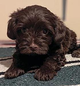 BEAUTIFUL TOY YORKIE POO CHOCOLATE MALE