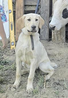 LUCY IS A 7 MONTH OLD GOLDEN RETRIEVER LAB PUPPY