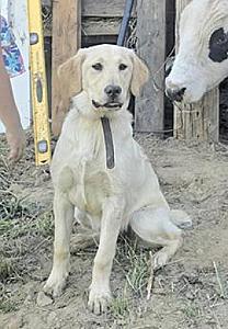 LUCY IS A 7 MONTH OLD GOLDEN RETRIEVER LAB PUPPY