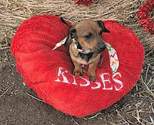 CUTE FRIENDLY CHIWEENIE 