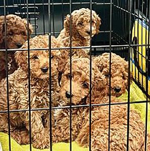 F1BB MINI GOLDENDOODLE PUPPIES