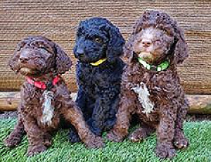 GORGEOUS F1B GOLDENDOODLES