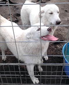 GREAT PYRENEES MIX