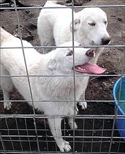 GREAT PYRENEES MIX