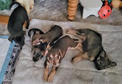 CHIHUAHUA PUPPIES