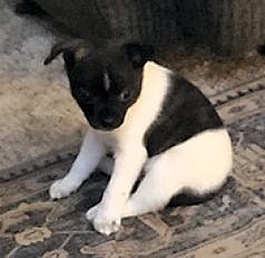 MALE CHIHUAHUA PUPPY