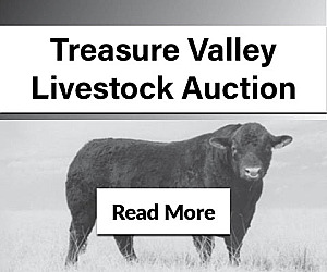 Salers Bulls Sale - 42nd Annual Classic