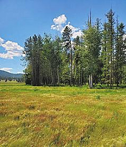 30 ACRES STEVENS COUNTY 4 MILES WEST OF DEER PARK