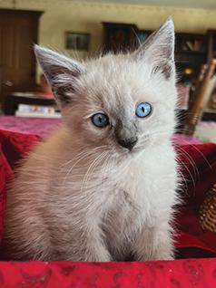 PRECIOUS SIAMESE KITTENS